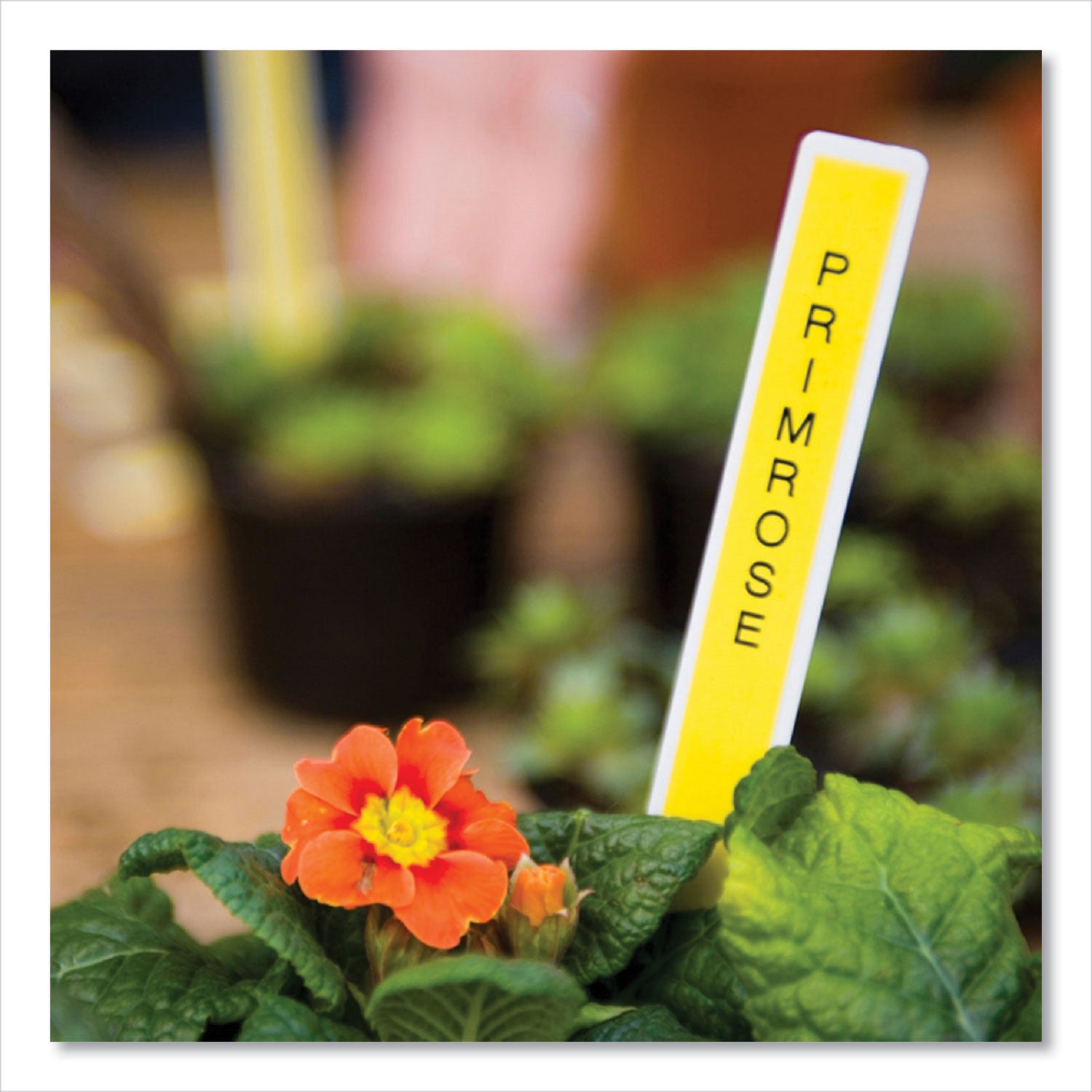 tze-laminated-removable-label-tapes-035-x-262-ft-black-on-yellow_brttze621cs - 2