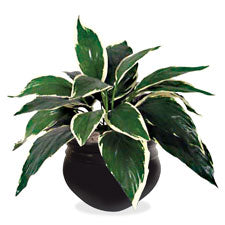 Glolite Nu-dell Dracaena Plant, Sold as 1 Each