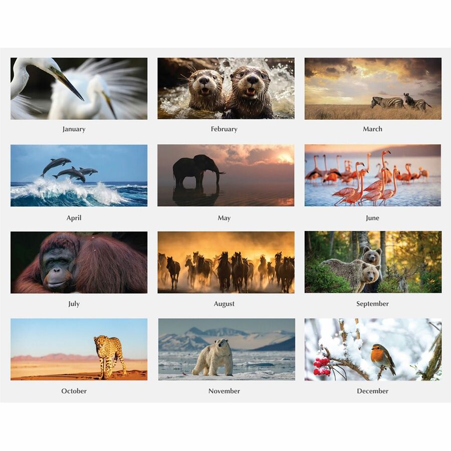 House of Doolittle Earthscapes Wildlife Wall Calendars - Julian Dates - Monthly - 1 Year - January 2024 - December 2024 - 1 Month Single Page Layout - 12" x 12" Sheet Size - 1.63" x 1.63" Block - Wire Bound - Paper - Hanging Loop - 1 Each - 3