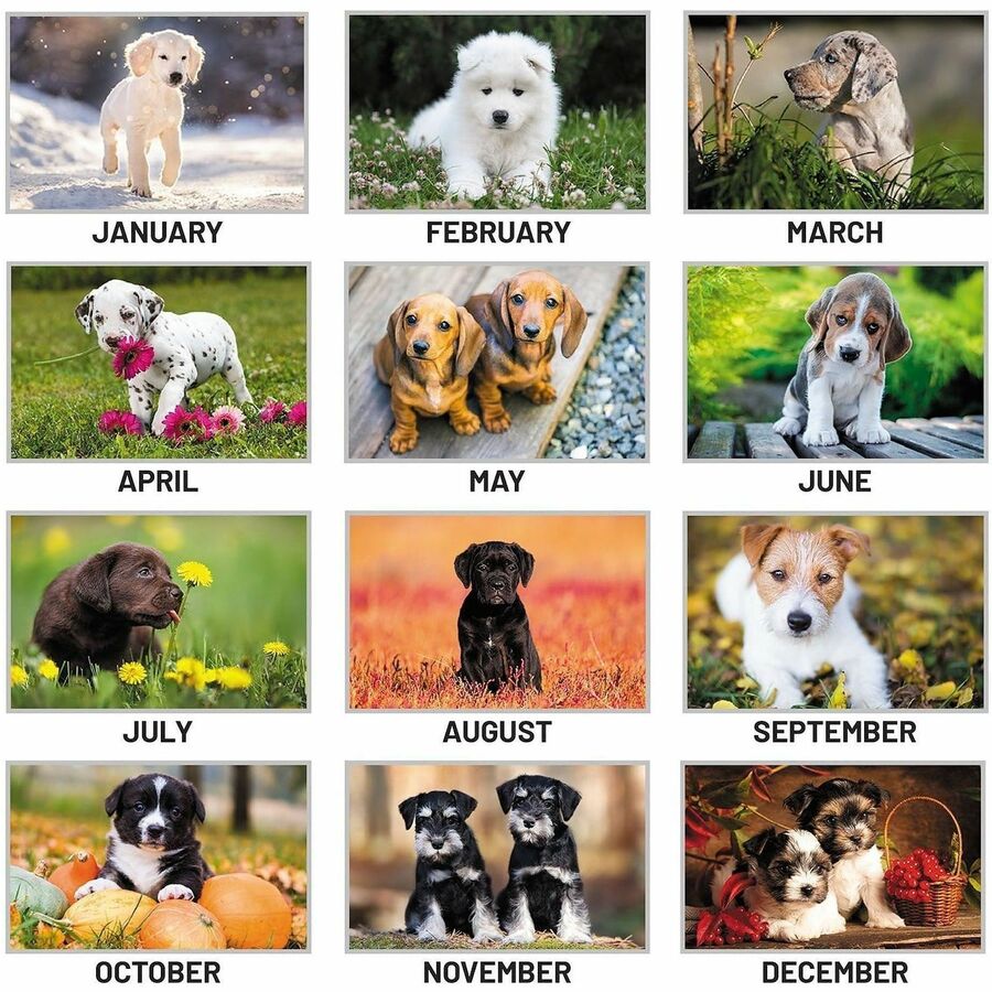 At-A-Glance Puppies Desk Pad - Standard Size - Monthly - 12 Month - January 2024 - December 2024 - 1 Month Single Page Layout - 21 3/4" x 17" White Sheet - Desktop, Desk Pad - White - Paper - Full-color Photos of Puppies, Bleed Resistant Paper, Unrul