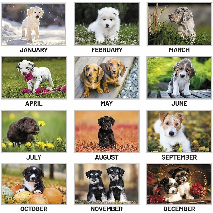 At-A-Glance Puppies Wall Calendar - Large Size - Julian Dates - Monthly, Yearly - 12 Month - January 2024 - December 2024 - 1 Month Single Page Layout - 15 1/2" x 22 3/4" White Sheet - 2" x 2.13" Block - Wire Bound - White - Chipboard, Paper - Hangin