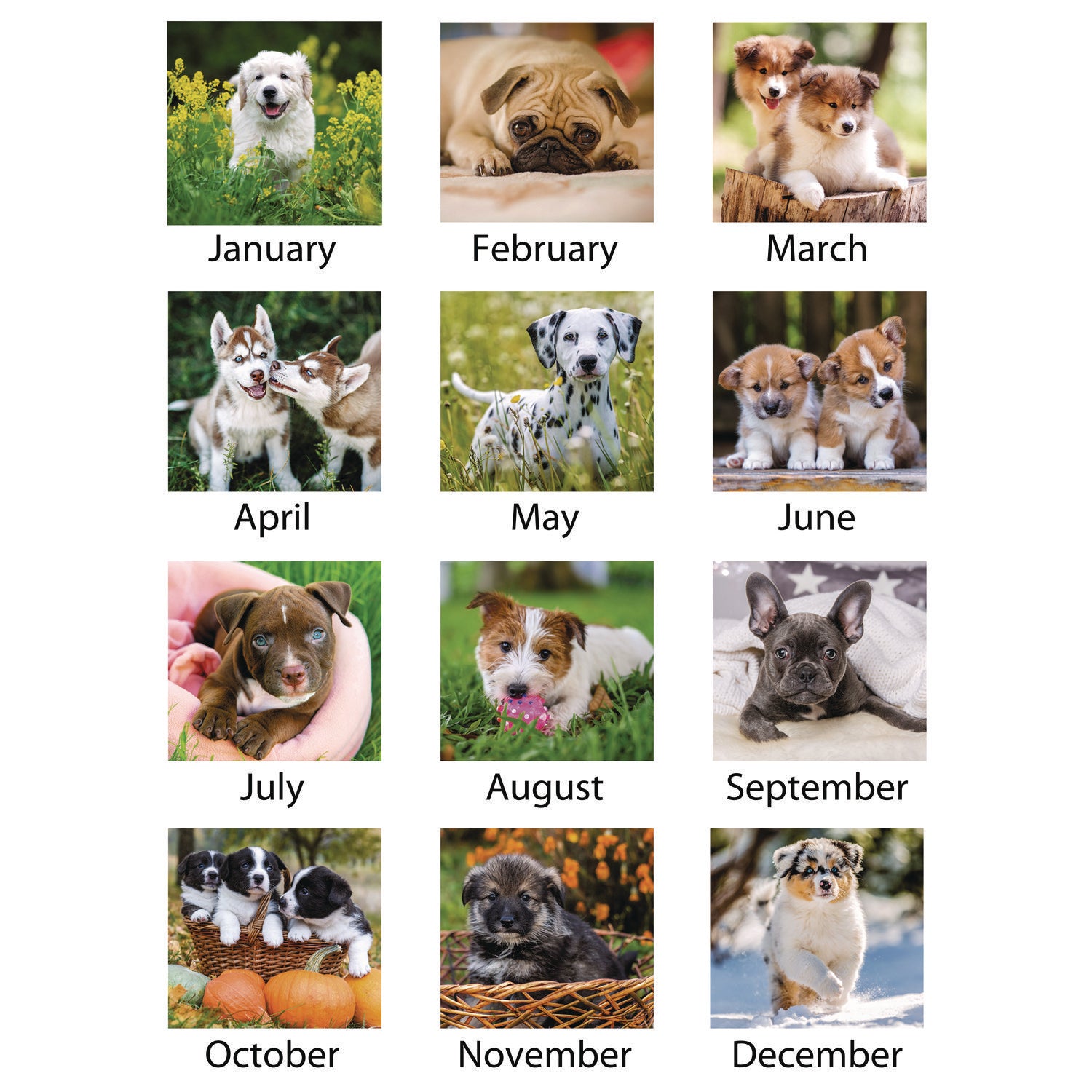 At-A-Glance Puppies Desk Pad - Standard Size - Monthly - 12 Month - January 2024 - December 2024 - 1 Month Single Page Layout - 21 3/4" x 17" White Sheet - Desktop, Desk Pad - White - Paper - Full-color Photos of Puppies, Bleed Resistant Paper, Unrul - 3