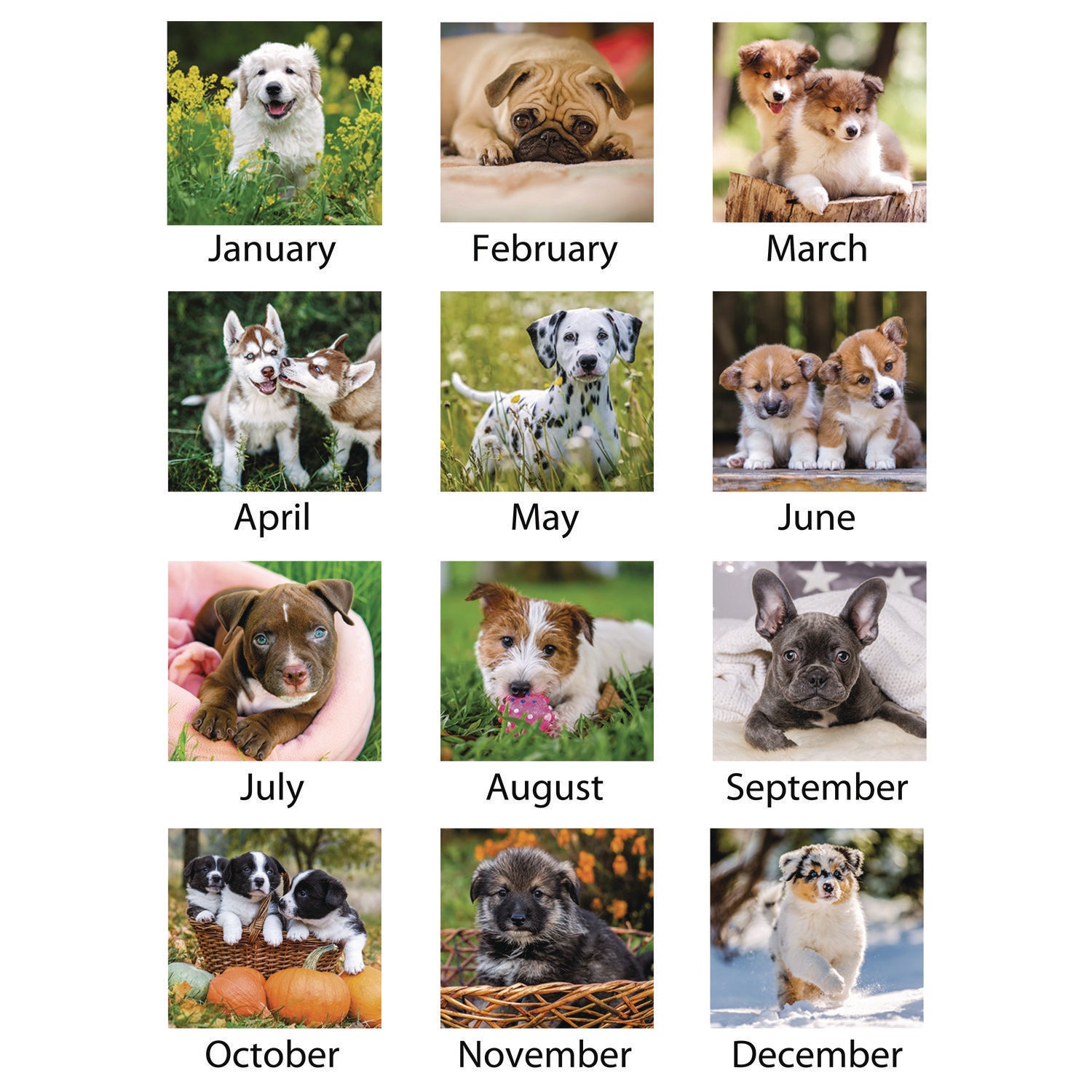 At-A-Glance Puppies Wall Calendar - Large Size - Julian Dates - Monthly, Yearly - 12 Month - January 2024 - December 2024 - 1 Month Single Page Layout - 15 1/2" x 22 3/4" White Sheet - 2" x 2.13" Block - Wire Bound - White - Chipboard, Paper - Hangin - 3