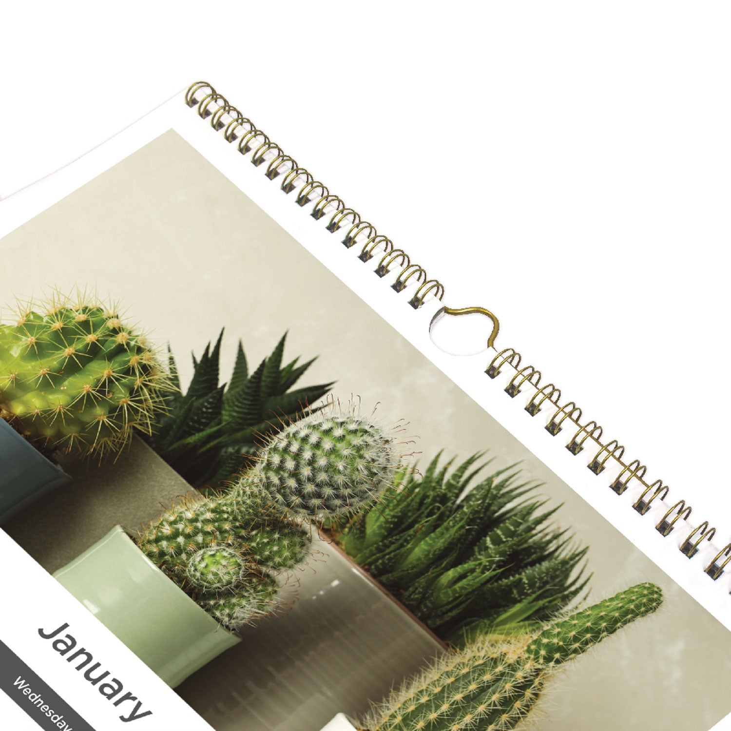 12-Month Wall Calendar, Succulent Plants Photography, 12 x 17, White/Multicolor Sheets, 12-Month (Jan to Dec): 2024 - 3