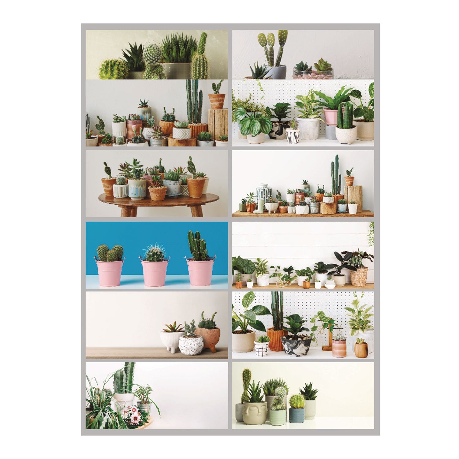 12-Month Wall Calendar, Succulent Plants Photography, 12 x 17, White/Multicolor Sheets, 12-Month (Jan to Dec): 2024 - 5