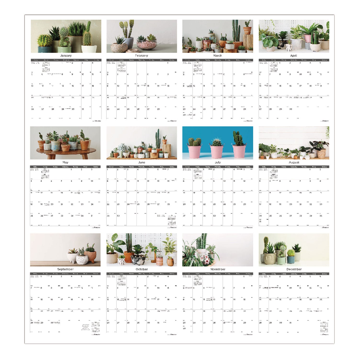 12-Month Wall Calendar, Succulent Plants Photography, 12 x 17, White/Multicolor Sheets, 12-Month (Jan to Dec): 2024 - 6