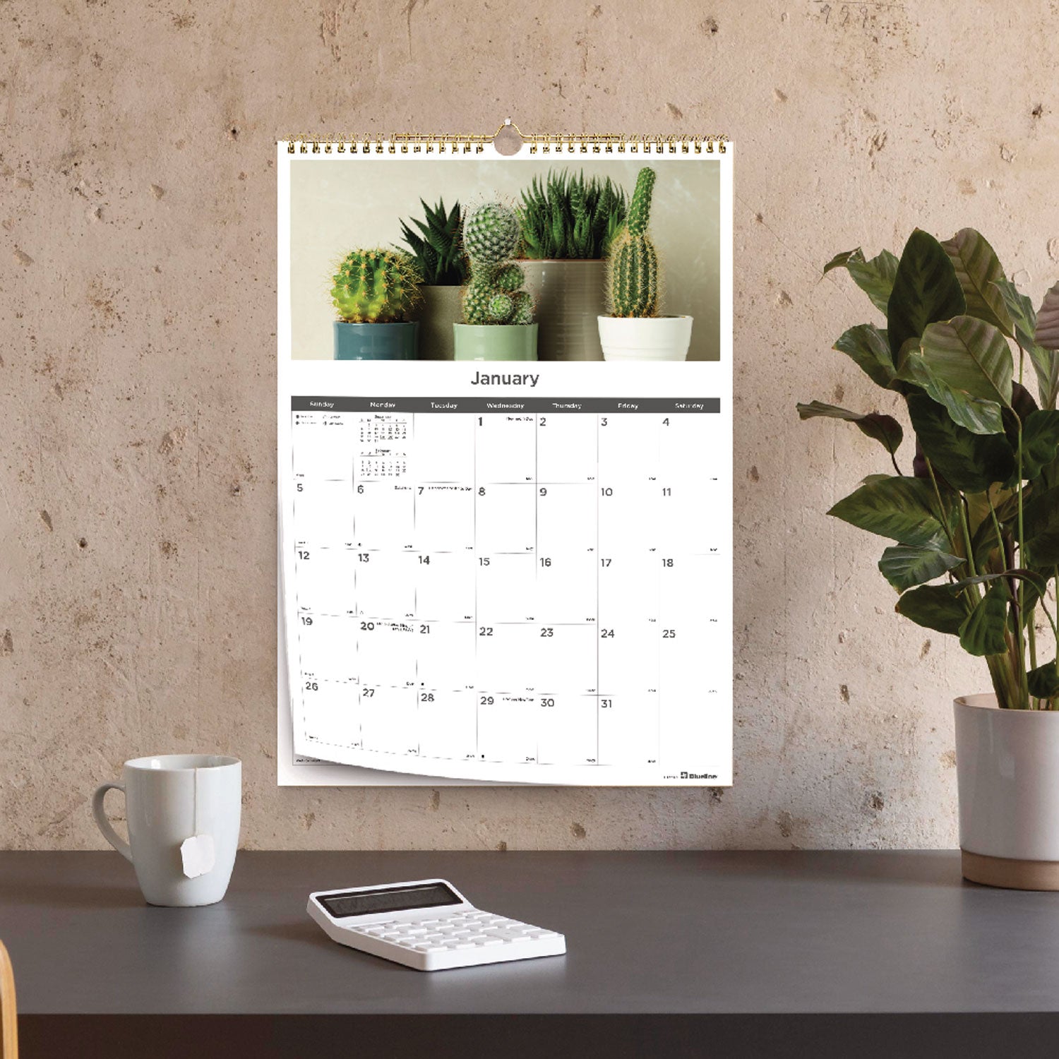 12-Month Wall Calendar, Succulent Plants Photography, 12 x 17, White/Multicolor Sheets, 12-Month (Jan to Dec): 2024 - 7