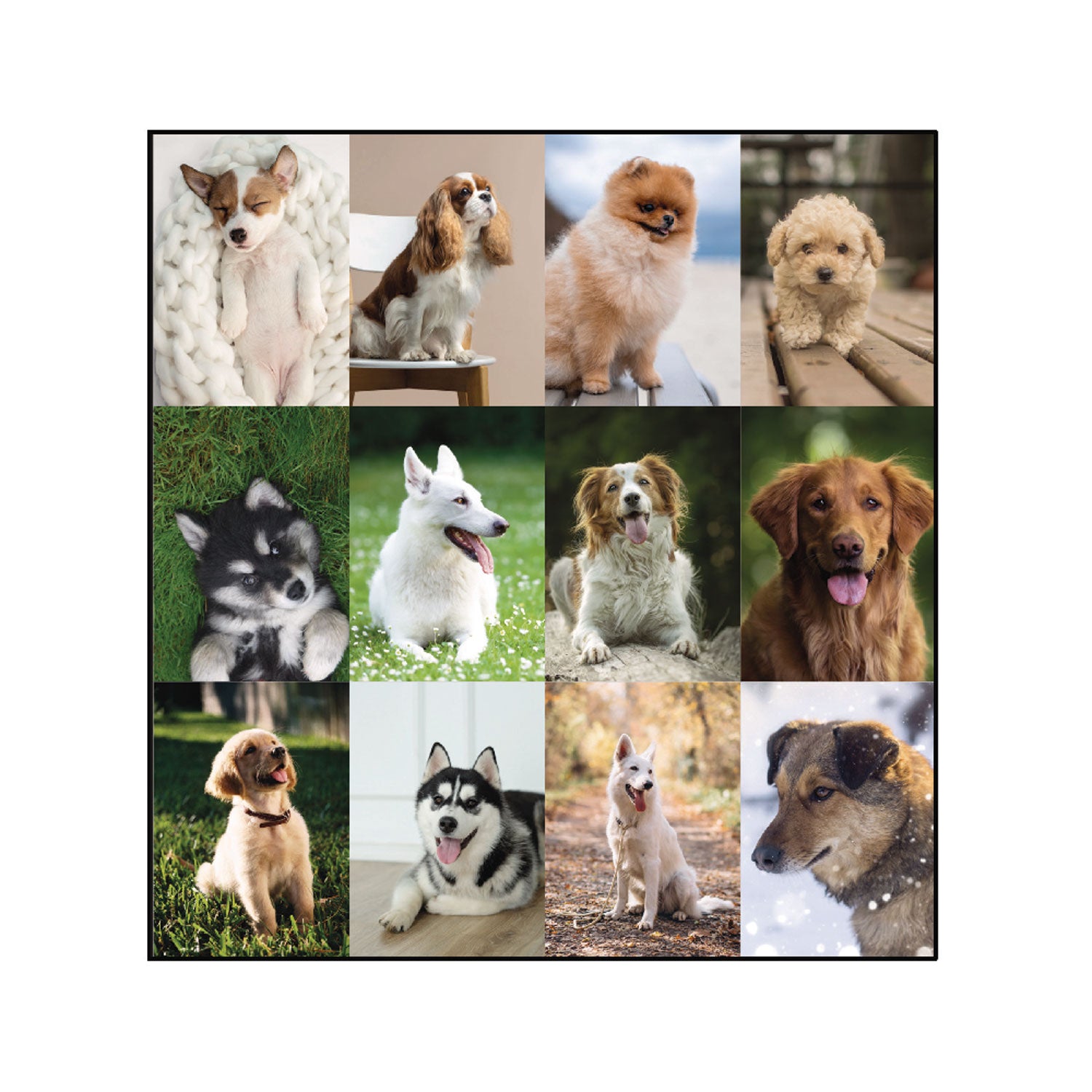 Pets Collection Monthly Desk Pad, Puppies Photography, 22 x 17, Black Binding, Clear Corners, 12-Month (Jan to Dec): 2024 - 7