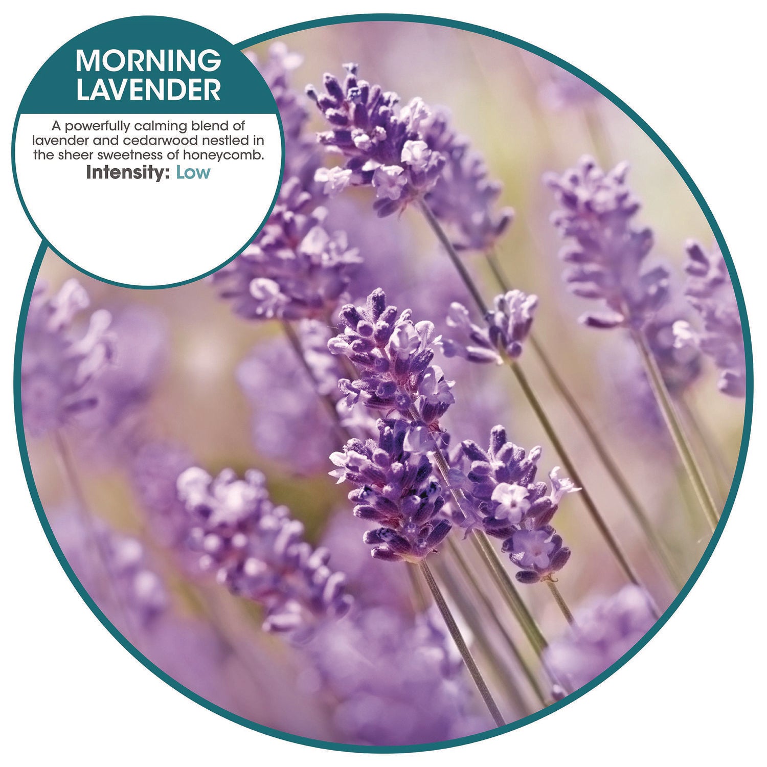 ourfreshE Refills, Morning Lavender, 6/Box
