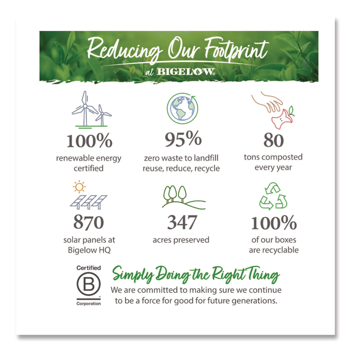steep Cafe Organic Green Tea, Tropical, 50 Bags/Carton