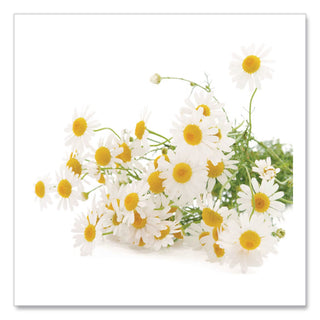 Single Flavor Tea, Cozy Chamomile, 28 Bags/Box