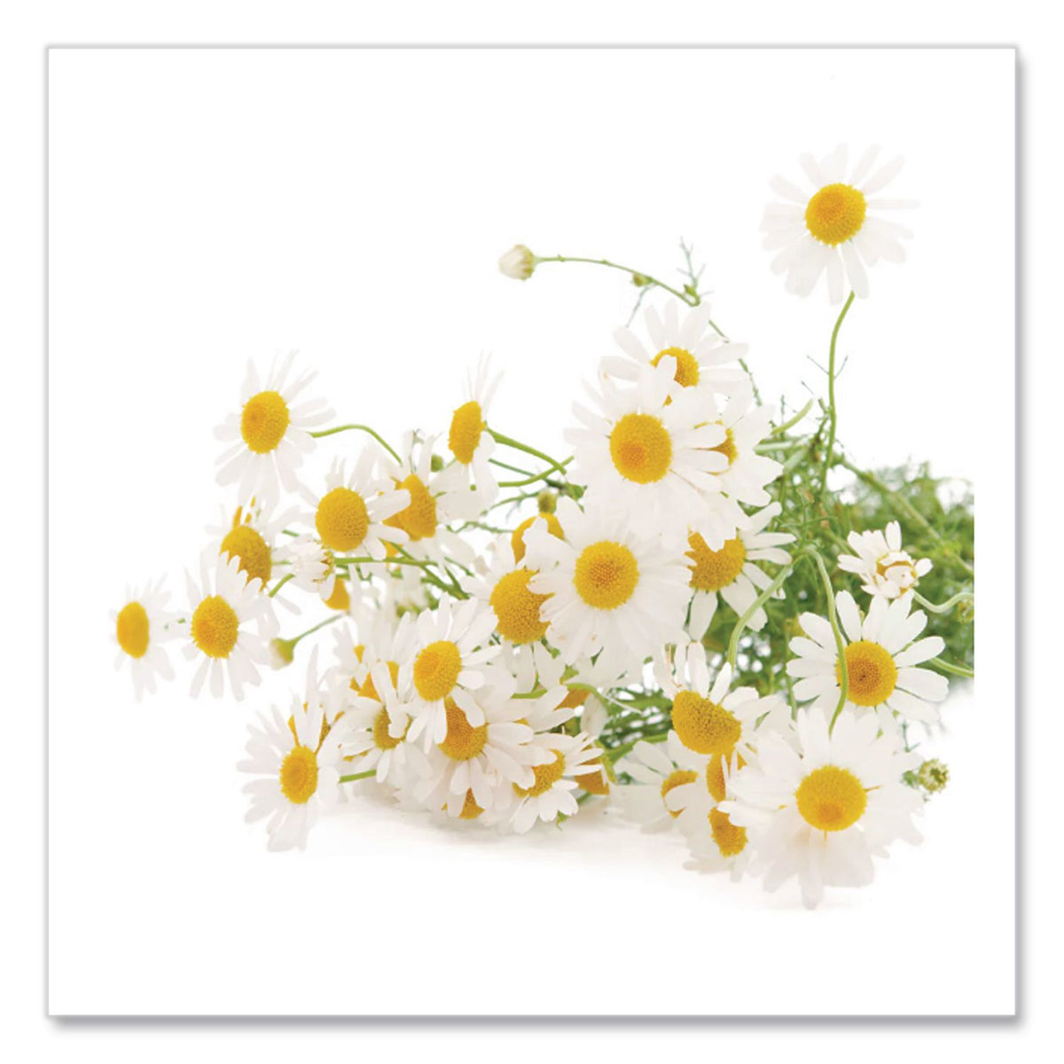 Single Flavor Tea, Cozy Chamomile, 28 Bags/Box