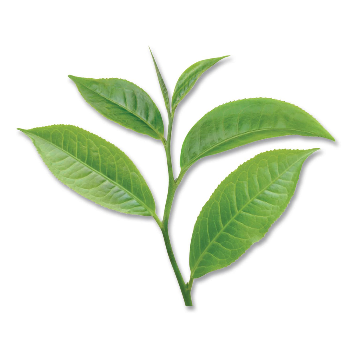 Green Tea Pods, 1.90 oz, 18/Box