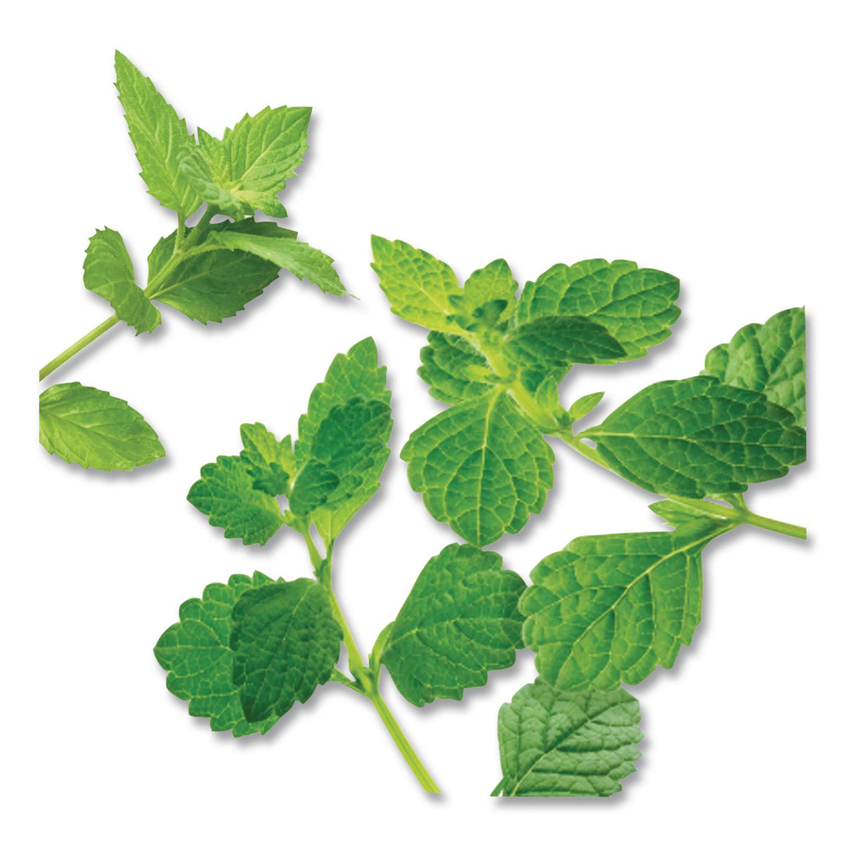 Mint Medley Herbal Tea, 28/Box