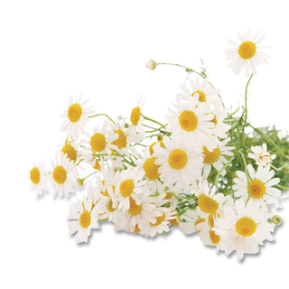 Cozy Chamomile Herbal Tea Pods, 1.90 oz, 18/Box