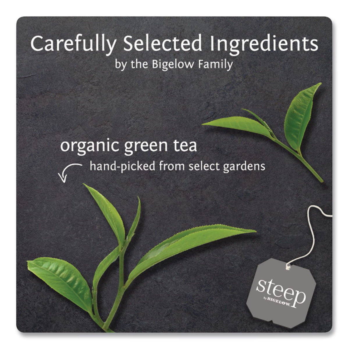 steep Tea, Pure Green, 0.91 oz Tea Bag, 20/Box