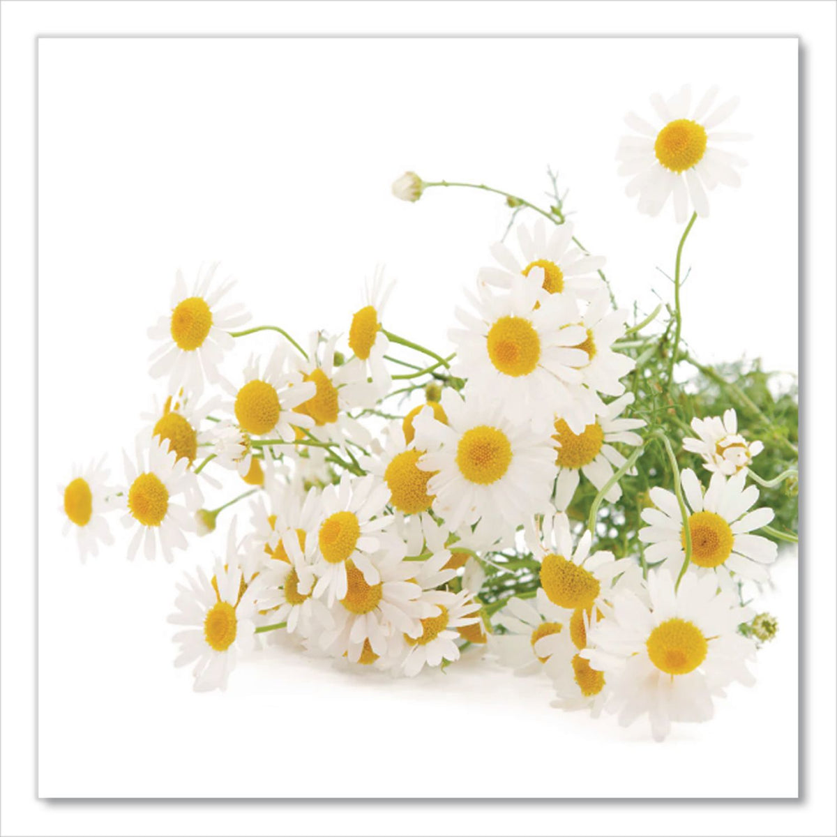 steep Tea, Chamomile Citrus Herbal, 1 oz Tea Bag, 20/Box