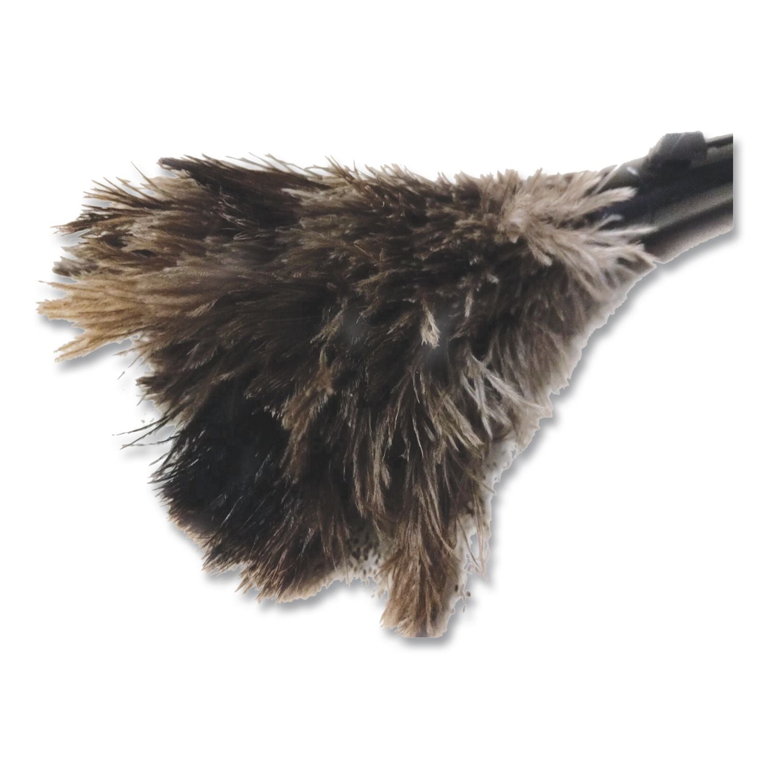 Pop Top Feather Duster, Ostrich, 9" to 14" Handle, Black
