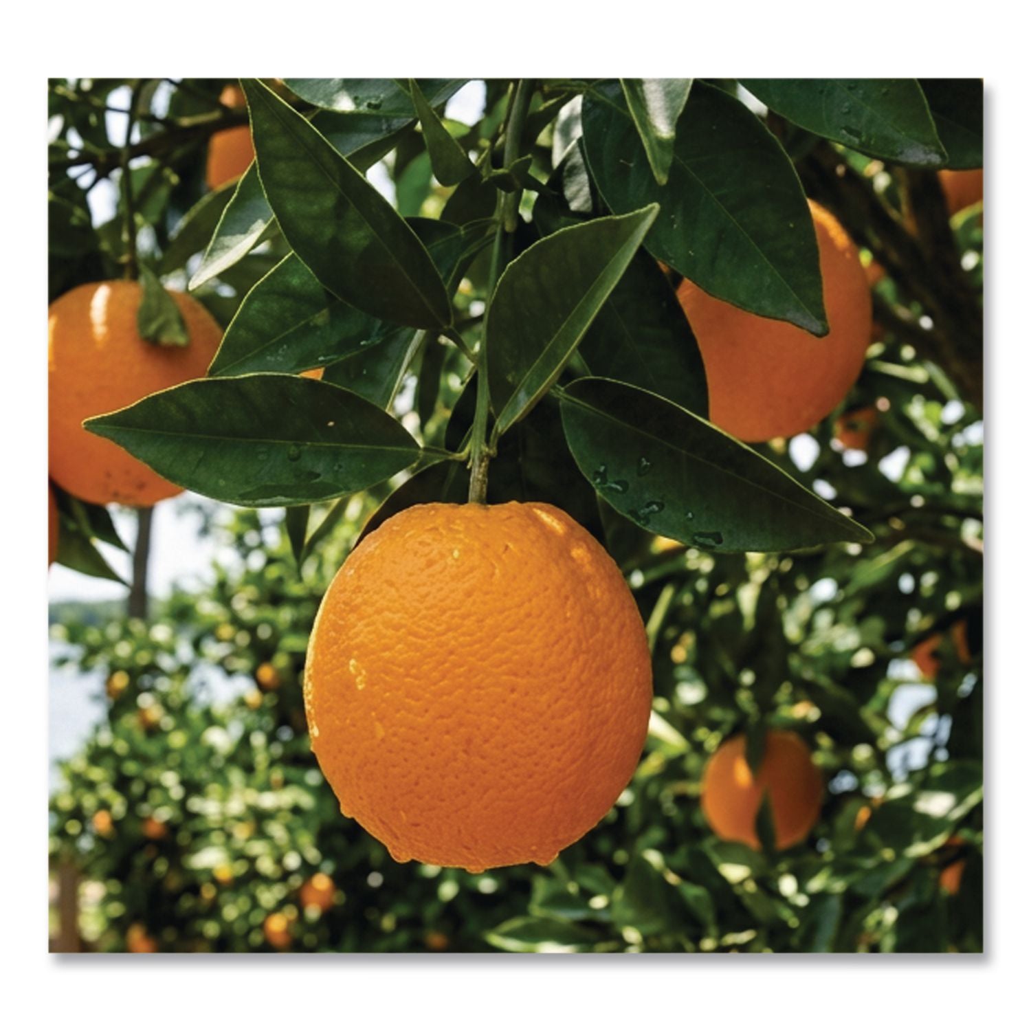 Fresh Premium Seedless Oranges, 8 lbs, Ships in 1-3 Business Days