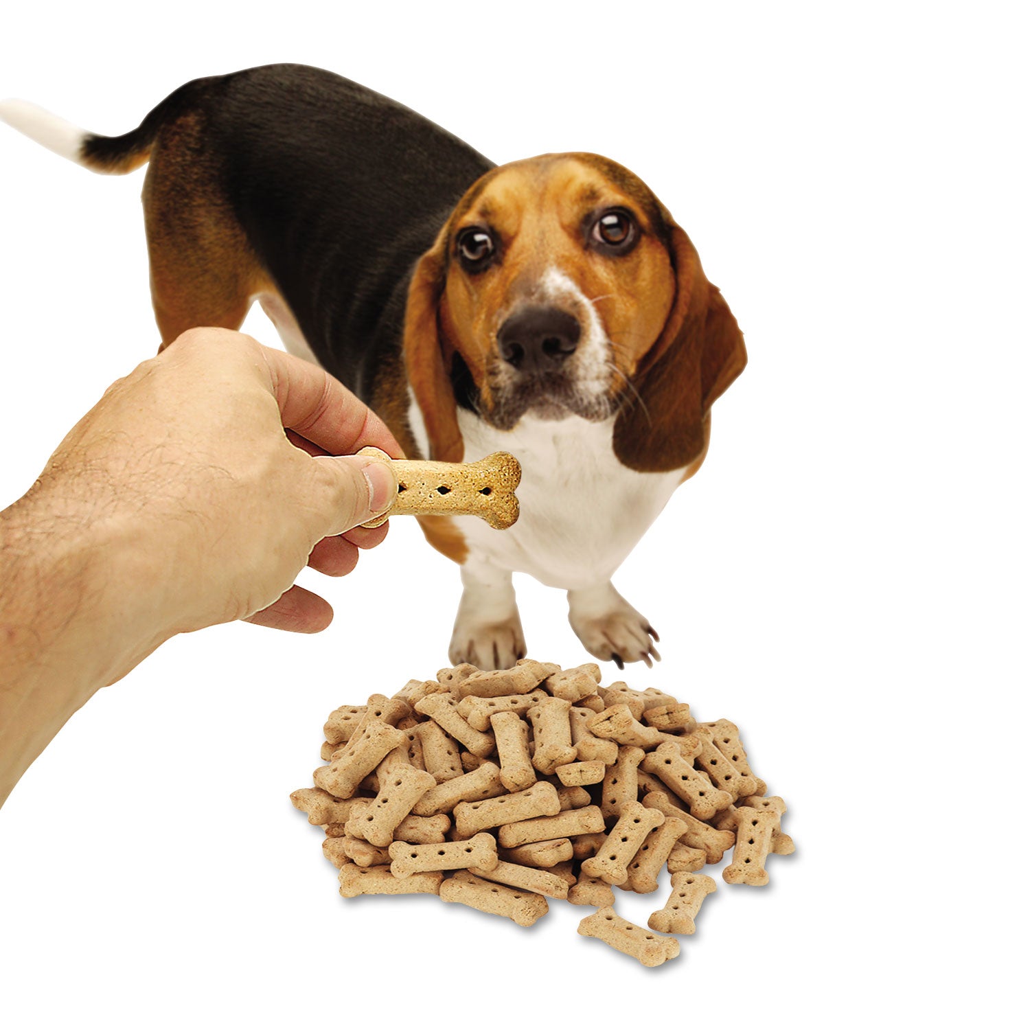 Doggie Biscuits, 10 lb Box