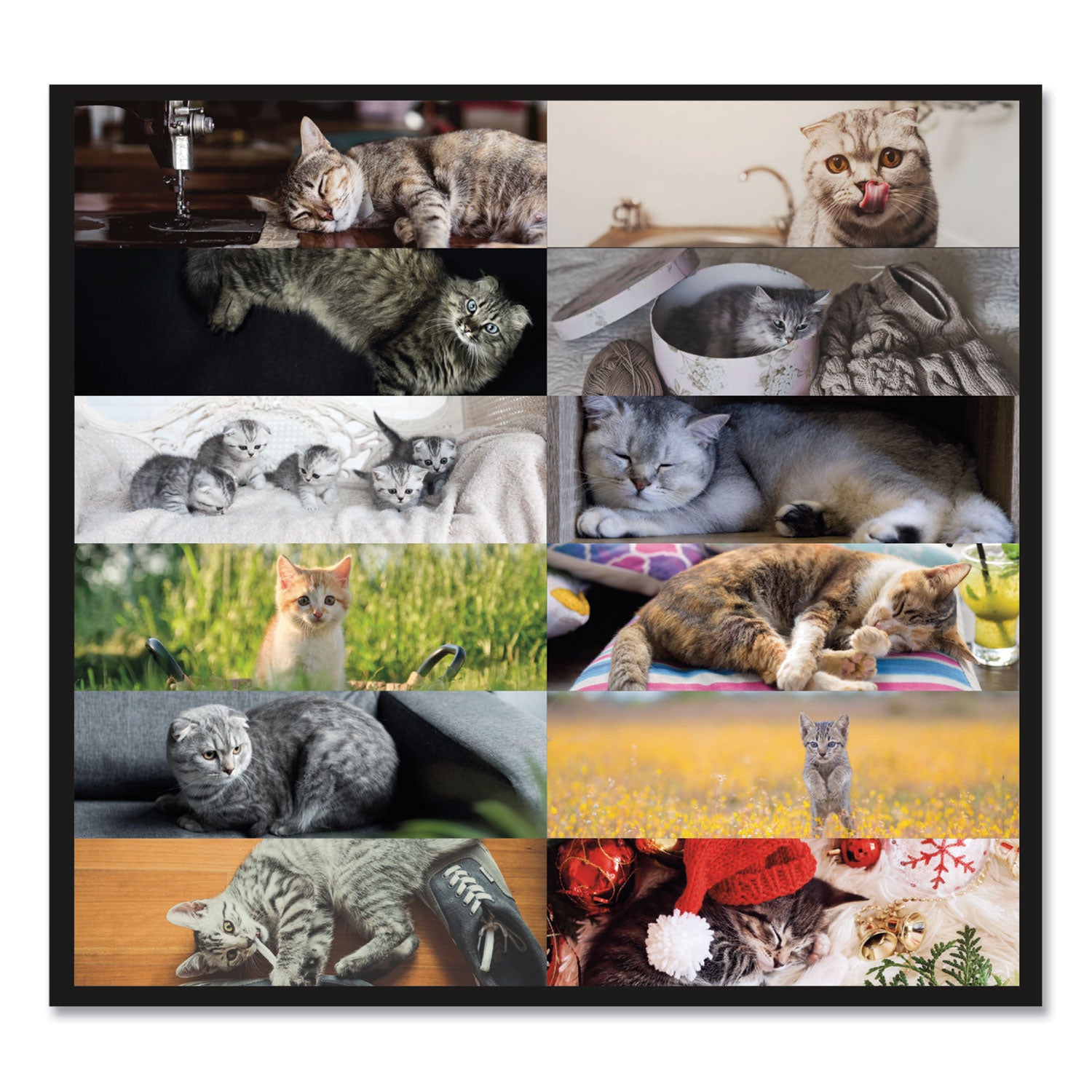 Pets Collection Monthly Desk Pad, Furry Kittens Photography, 22 x 17, White Sheets, Black Binding, 12-Month (Jan-Dec): 2024 - 4