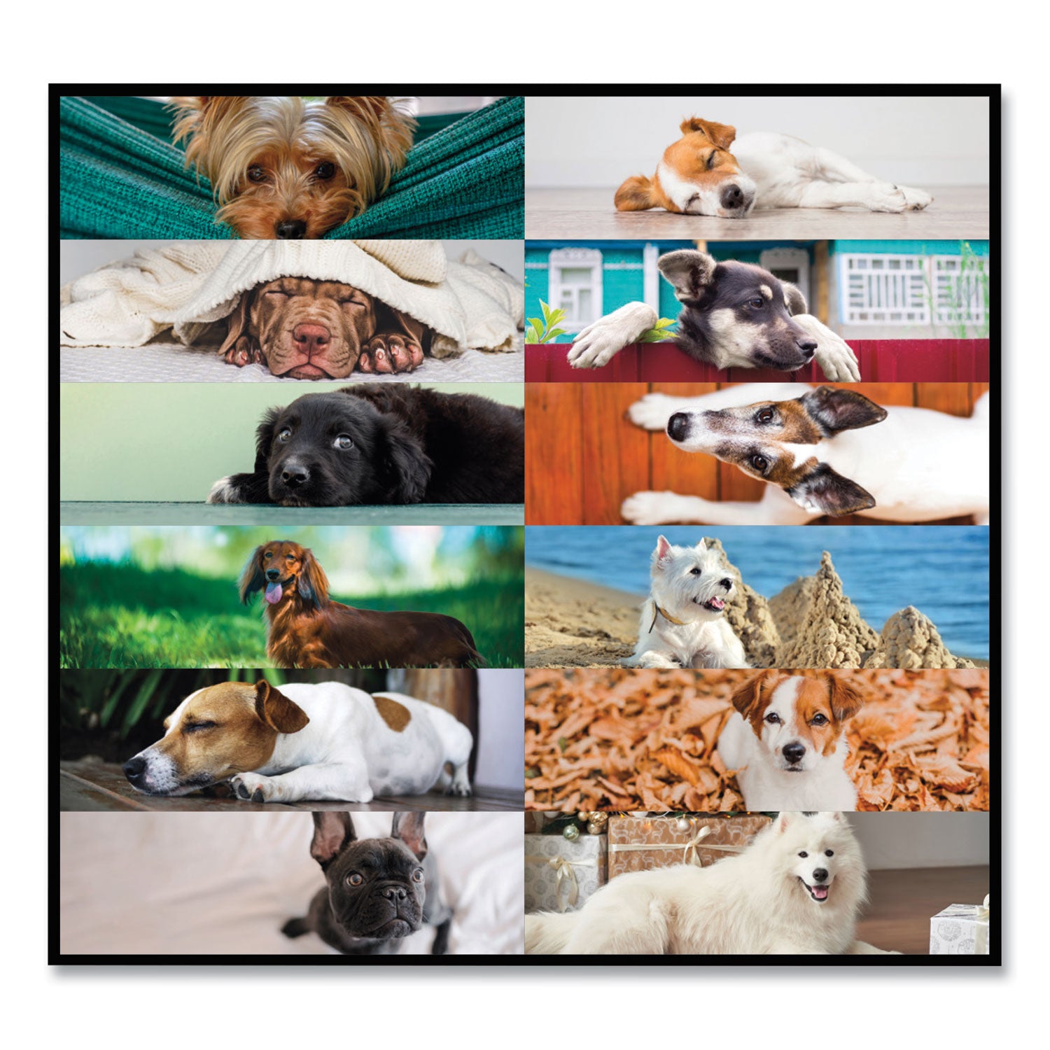 Pets Collection Monthly Desk Pad, Puppies Photography, 22 x 17, Black Binding, Clear Corners, 12-Month (Jan to Dec): 2024 - 3