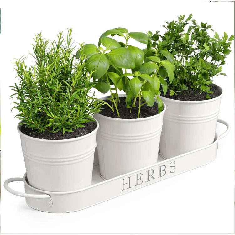 Set of 3 White Metal Garden Planters with Tray