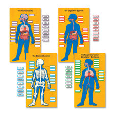 Carson-Dellosa Human Body Bulletin Board Set, Sold as 1 Package