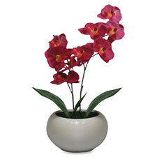 First Base Elementals Moth Orchid Fuchsia Plant, Sold as 1 Each